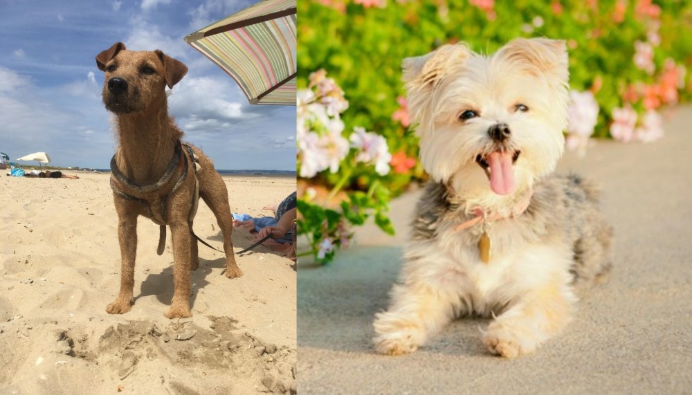 Morkie vs Fell Terrier - Breed Comparison