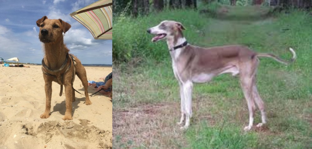 Mudhol Hound vs Fell Terrier - Breed Comparison