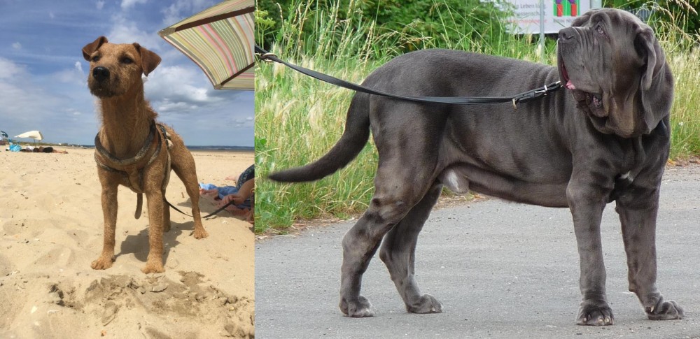 Neapolitan Mastiff vs Fell Terrier - Breed Comparison