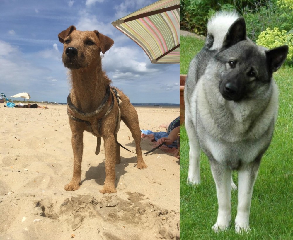 Norwegian Elkhound vs Fell Terrier - Breed Comparison