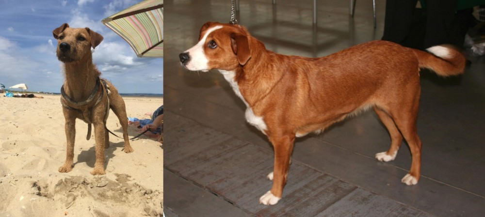 Osterreichischer Kurzhaariger Pinscher vs Fell Terrier - Breed Comparison