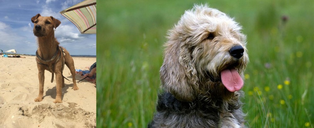 Otterhound vs Fell Terrier - Breed Comparison