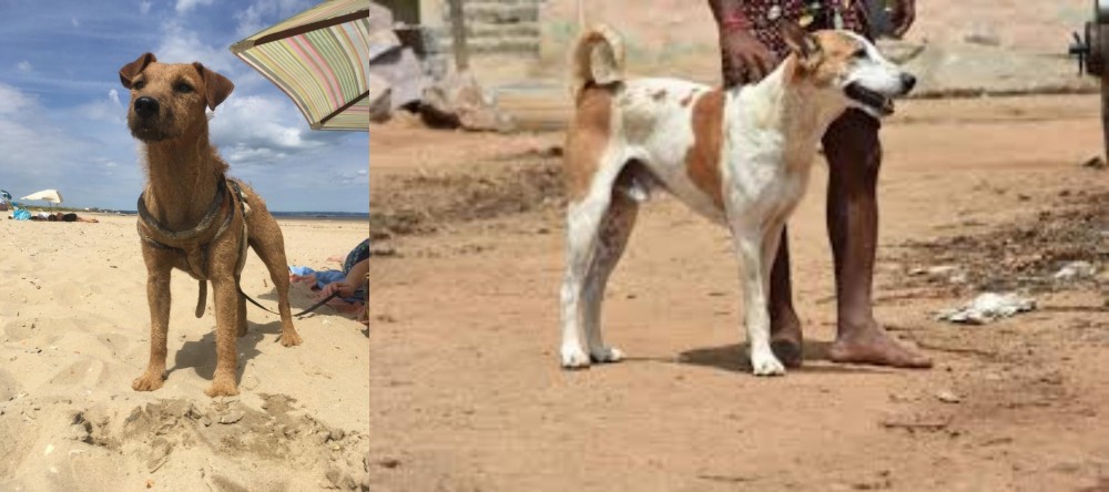 Pandikona vs Fell Terrier - Breed Comparison