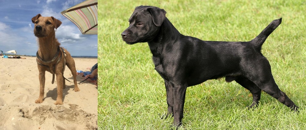 Patterdale Terrier vs Fell Terrier - Breed Comparison