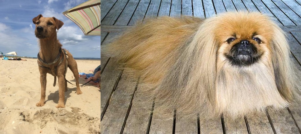 Pekingese vs Fell Terrier - Breed Comparison
