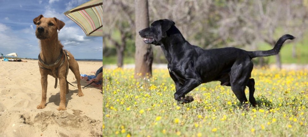Perro de Pastor Mallorquin vs Fell Terrier - Breed Comparison