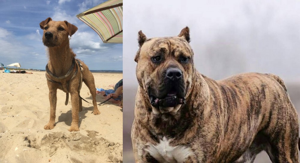 Perro de Presa Canario vs Fell Terrier - Breed Comparison