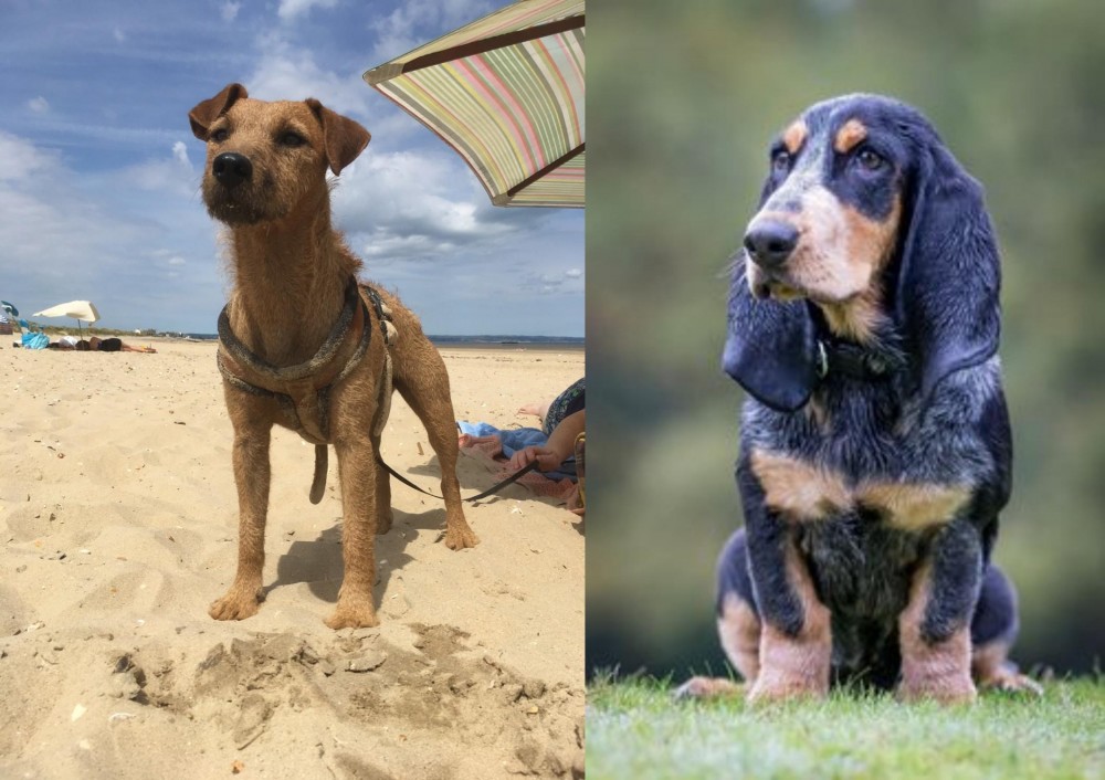 Petit Bleu de Gascogne vs Fell Terrier - Breed Comparison