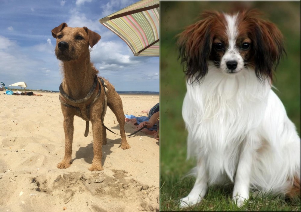 Phalene vs Fell Terrier - Breed Comparison