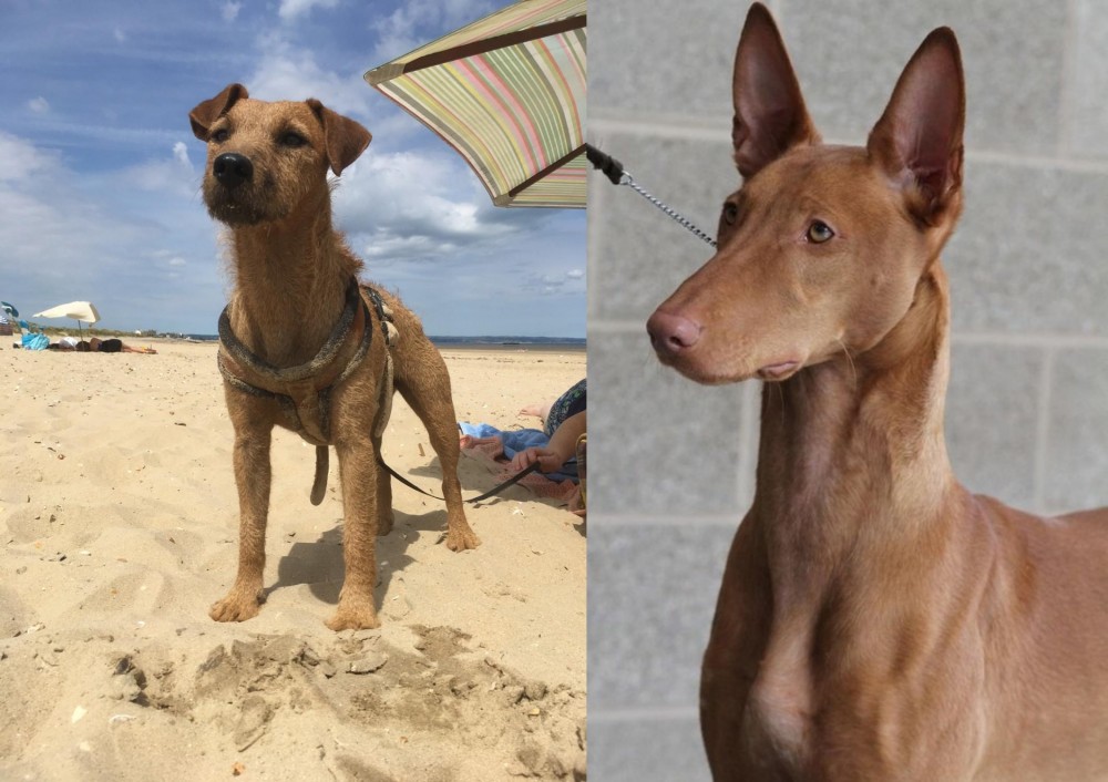 Pharaoh Hound vs Fell Terrier - Breed Comparison