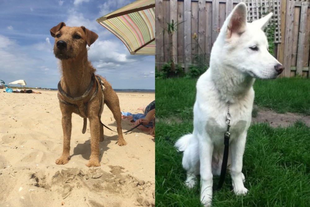 Phung San vs Fell Terrier - Breed Comparison
