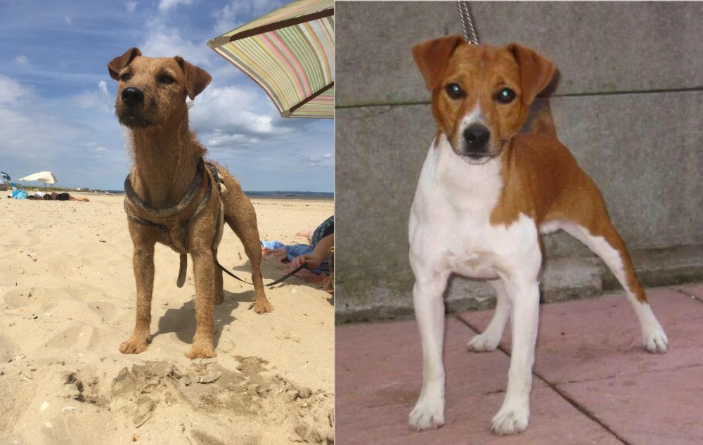 Plummer Terrier vs Fell Terrier - Breed Comparison