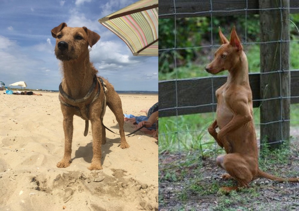 Podenco Andaluz vs Fell Terrier - Breed Comparison