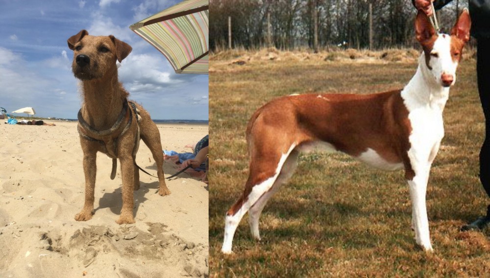 Podenco Canario vs Fell Terrier - Breed Comparison