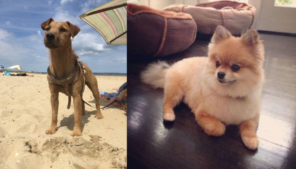 Pomeranian vs Fell Terrier - Breed Comparison
