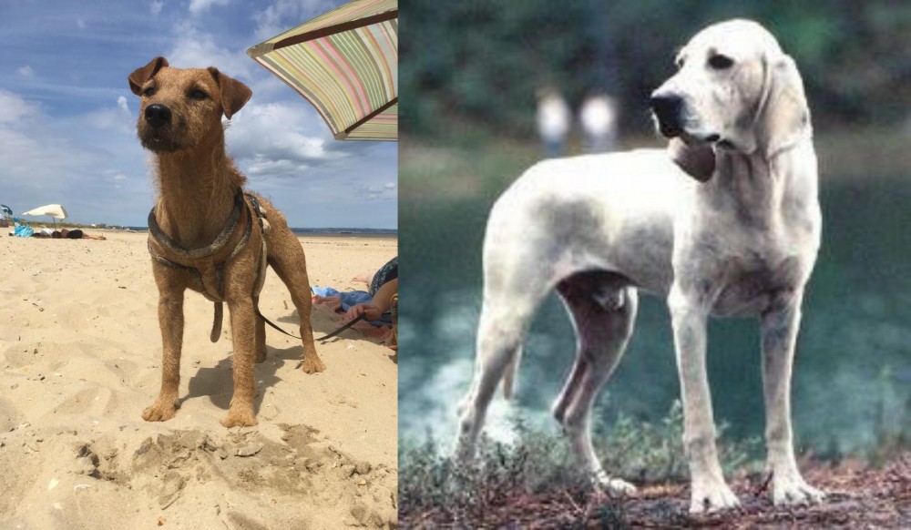 Porcelaine vs Fell Terrier - Breed Comparison