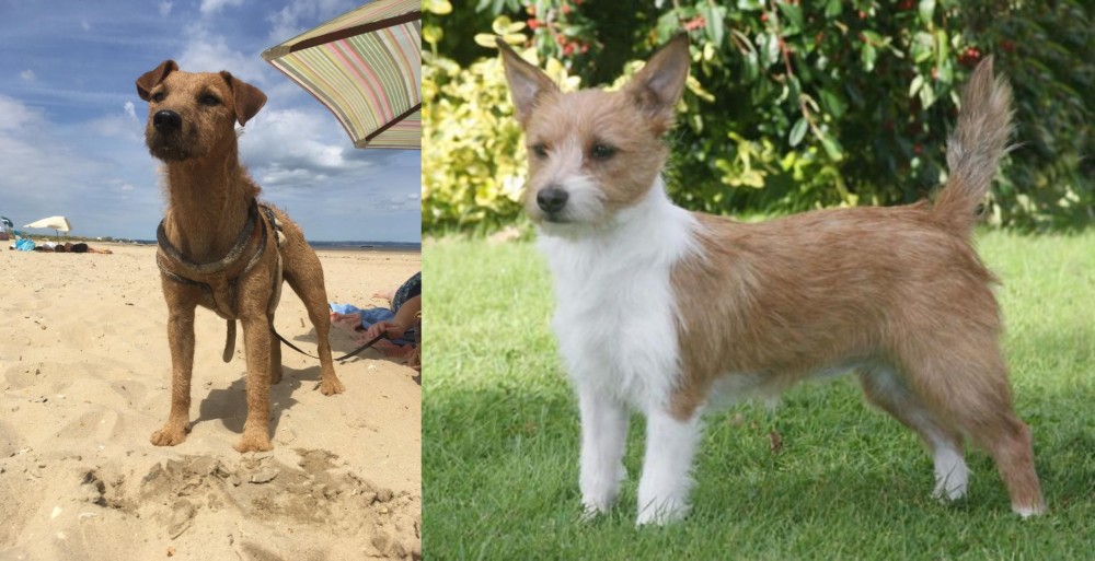 Portuguese Podengo vs Fell Terrier - Breed Comparison