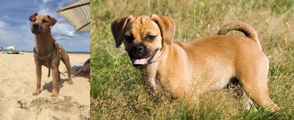 Puggle vs Fell Terrier - Breed Comparison
