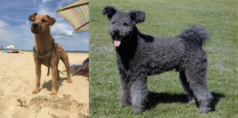 Pumi vs Fell Terrier - Breed Comparison