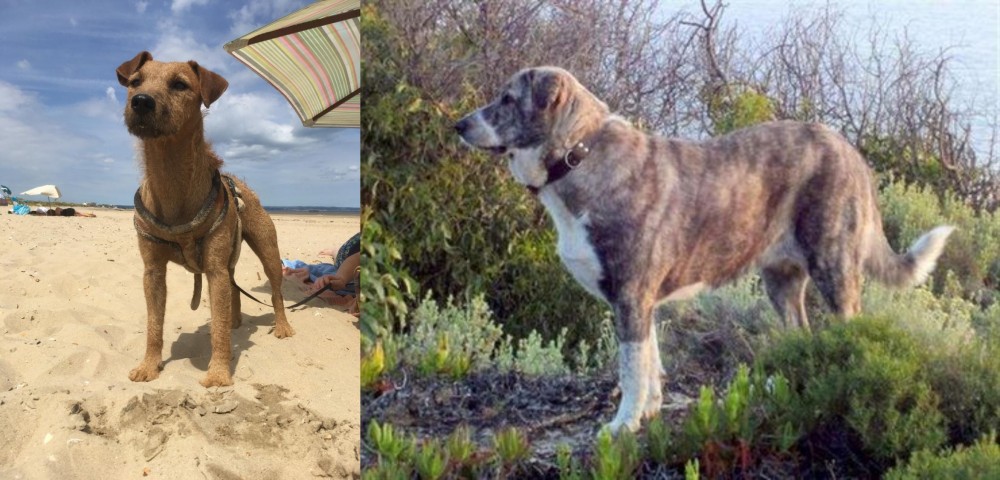 Rafeiro do Alentejo vs Fell Terrier - Breed Comparison