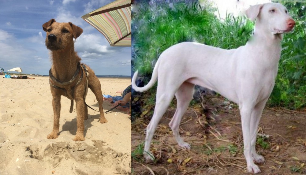 Rajapalayam vs Fell Terrier - Breed Comparison