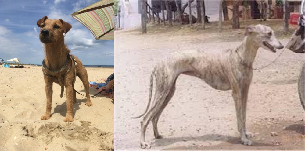 Rampur Greyhound vs Fell Terrier - Breed Comparison