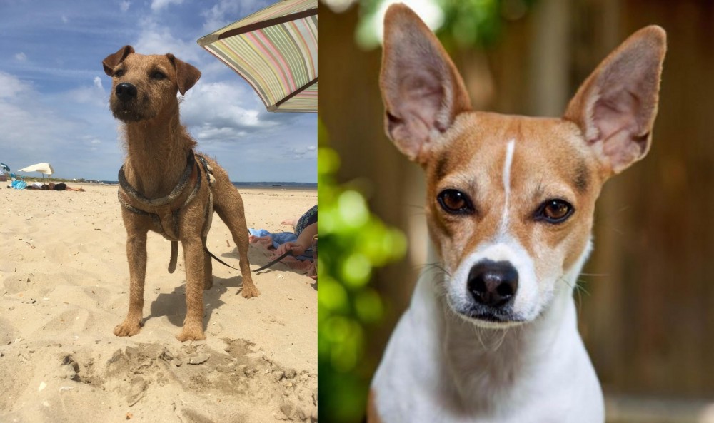 Rat Terrier vs Fell Terrier - Breed Comparison
