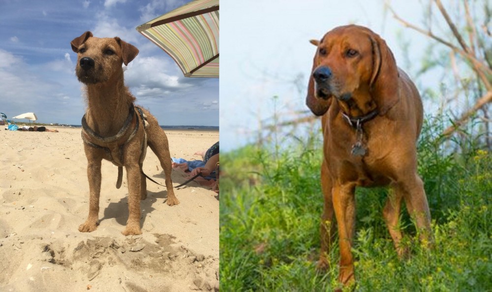 Redbone Coonhound vs Fell Terrier - Breed Comparison