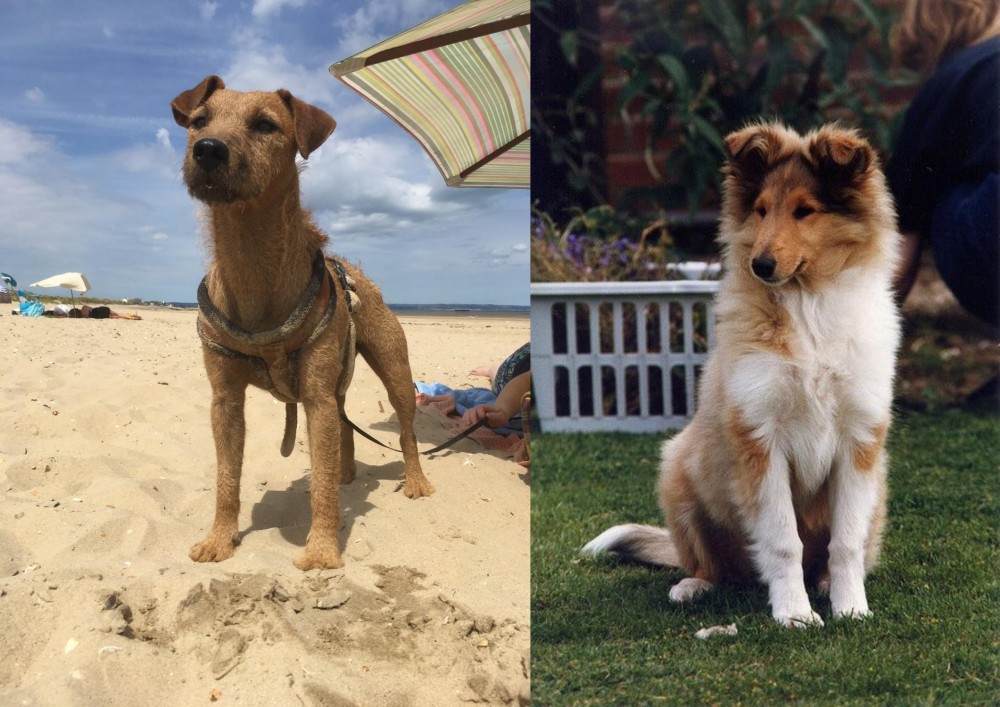 Rough Collie vs Fell Terrier - Breed Comparison