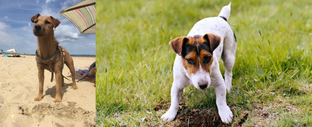 Russell Terrier vs Fell Terrier - Breed Comparison
