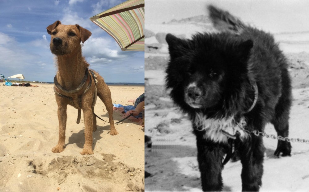 Sakhalin Husky vs Fell Terrier - Breed Comparison