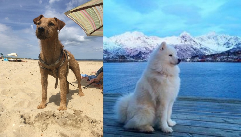 Samoyed vs Fell Terrier - Breed Comparison