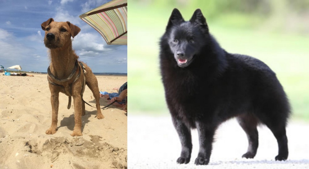Schipperke vs Fell Terrier - Breed Comparison