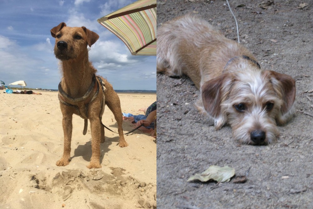 Schweenie vs Fell Terrier - Breed Comparison