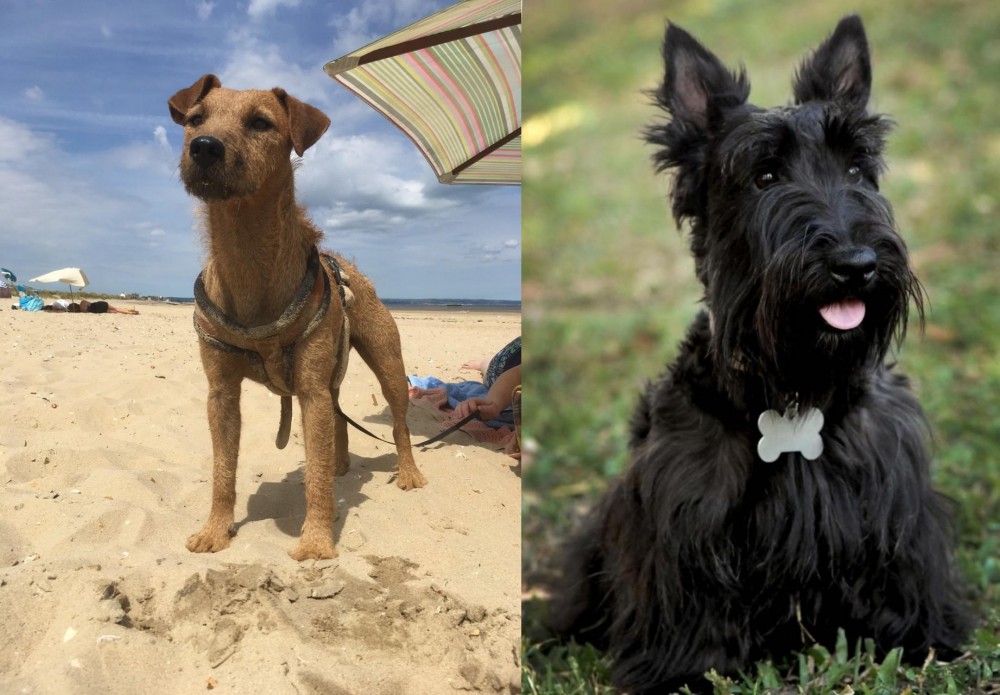 Scoland Terrier vs Fell Terrier - Breed Comparison