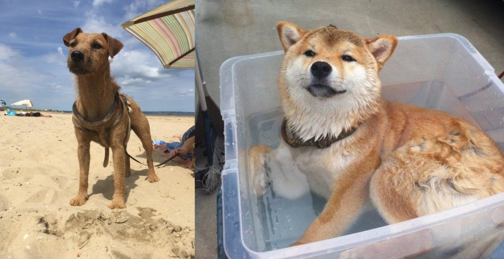 Shiba Inu vs Fell Terrier - Breed Comparison