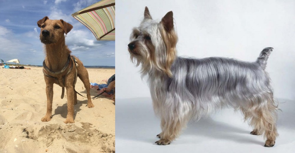 Silky Terrier vs Fell Terrier - Breed Comparison