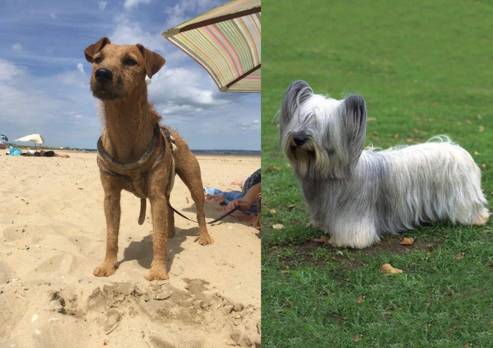 Skye Terrier vs Fell Terrier - Breed Comparison