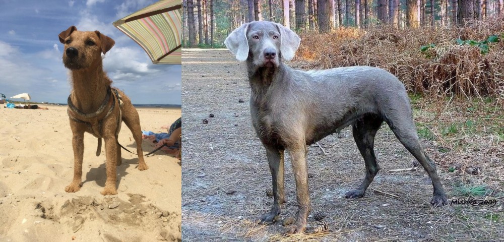 Slovensky Hrubosrsty Stavac vs Fell Terrier - Breed Comparison
