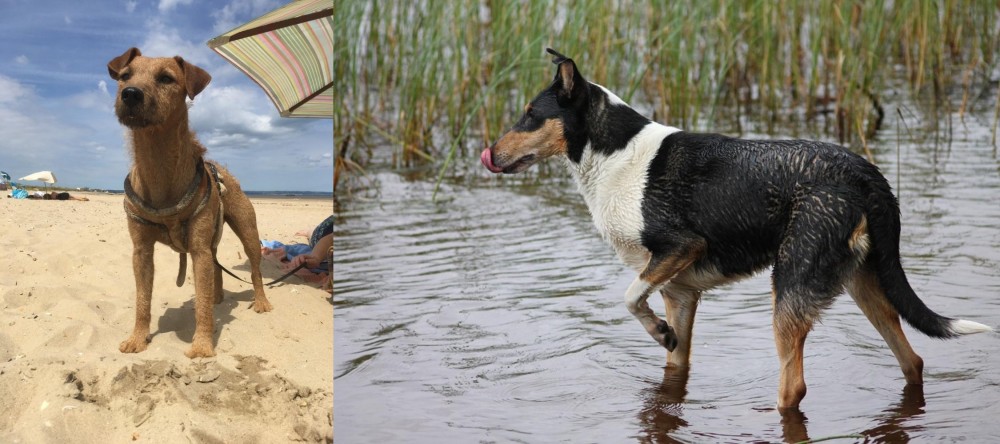 Smooth Collie vs Fell Terrier - Breed Comparison