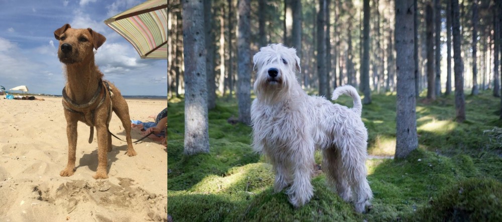Soft-Coated Wheaten Terrier vs Fell Terrier - Breed Comparison