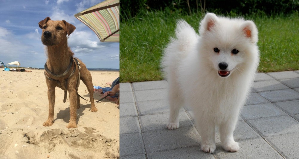 Spitz vs Fell Terrier - Breed Comparison