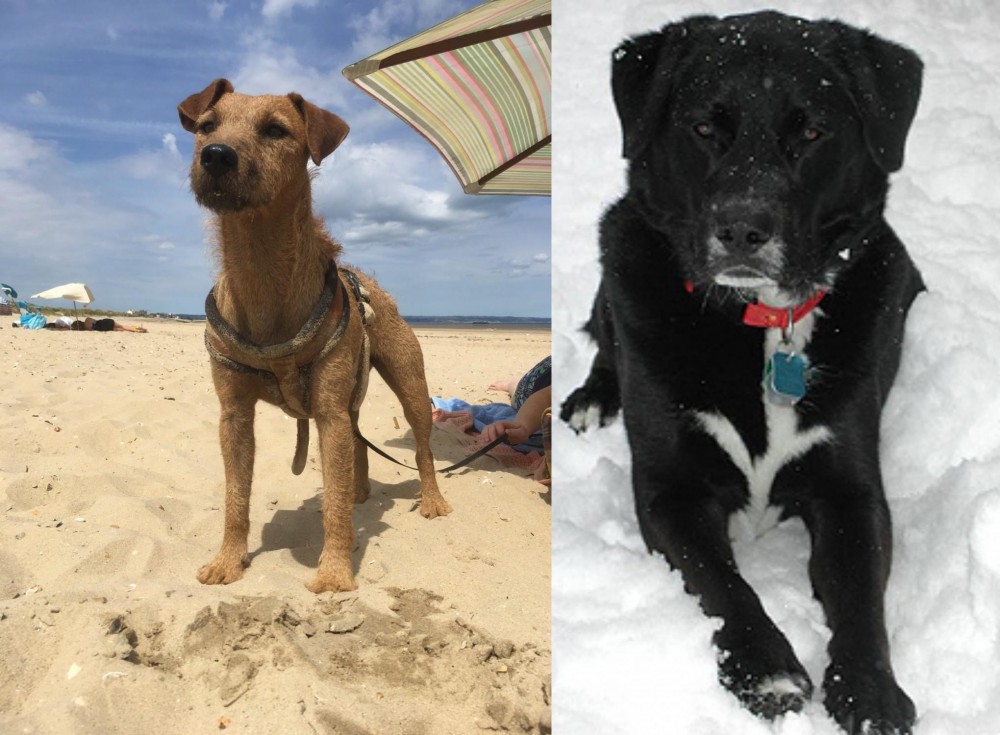 St. John's Water Dog vs Fell Terrier - Breed Comparison