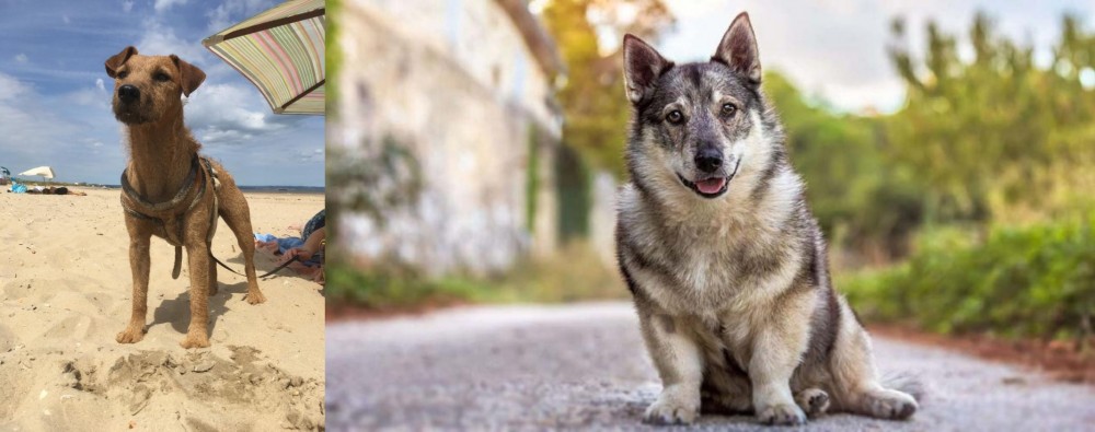 Swedish Vallhund vs Fell Terrier - Breed Comparison