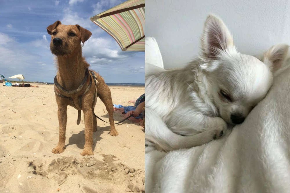 Tea Cup Chihuahua vs Fell Terrier - Breed Comparison