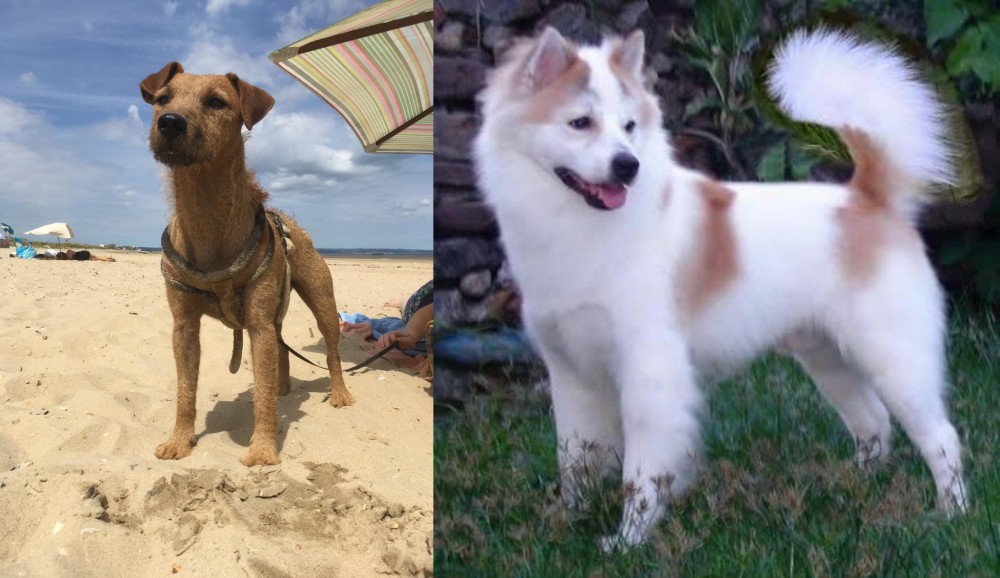 Thai Bangkaew vs Fell Terrier - Breed Comparison