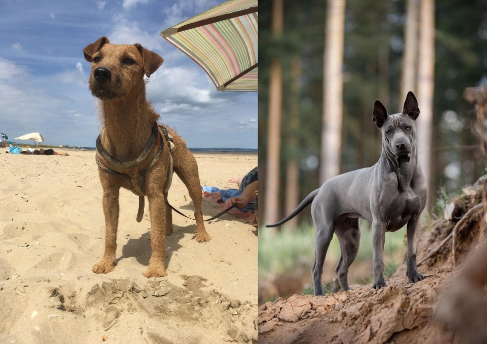 Thai Ridgeback vs Fell Terrier - Breed Comparison