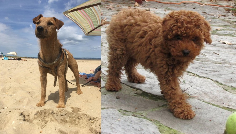 Toy Poodle vs Fell Terrier - Breed Comparison