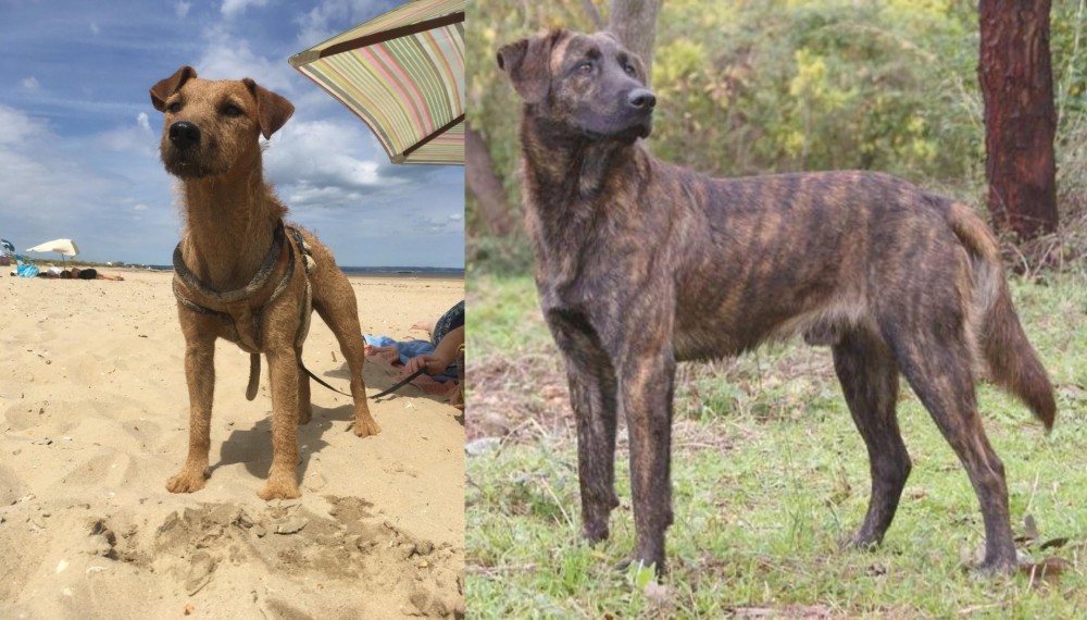 Treeing Tennessee Brindle vs Fell Terrier - Breed Comparison