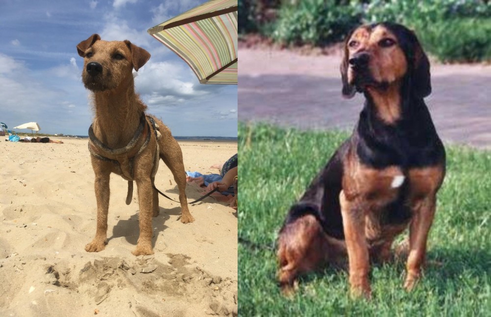 Tyrolean Hound vs Fell Terrier - Breed Comparison